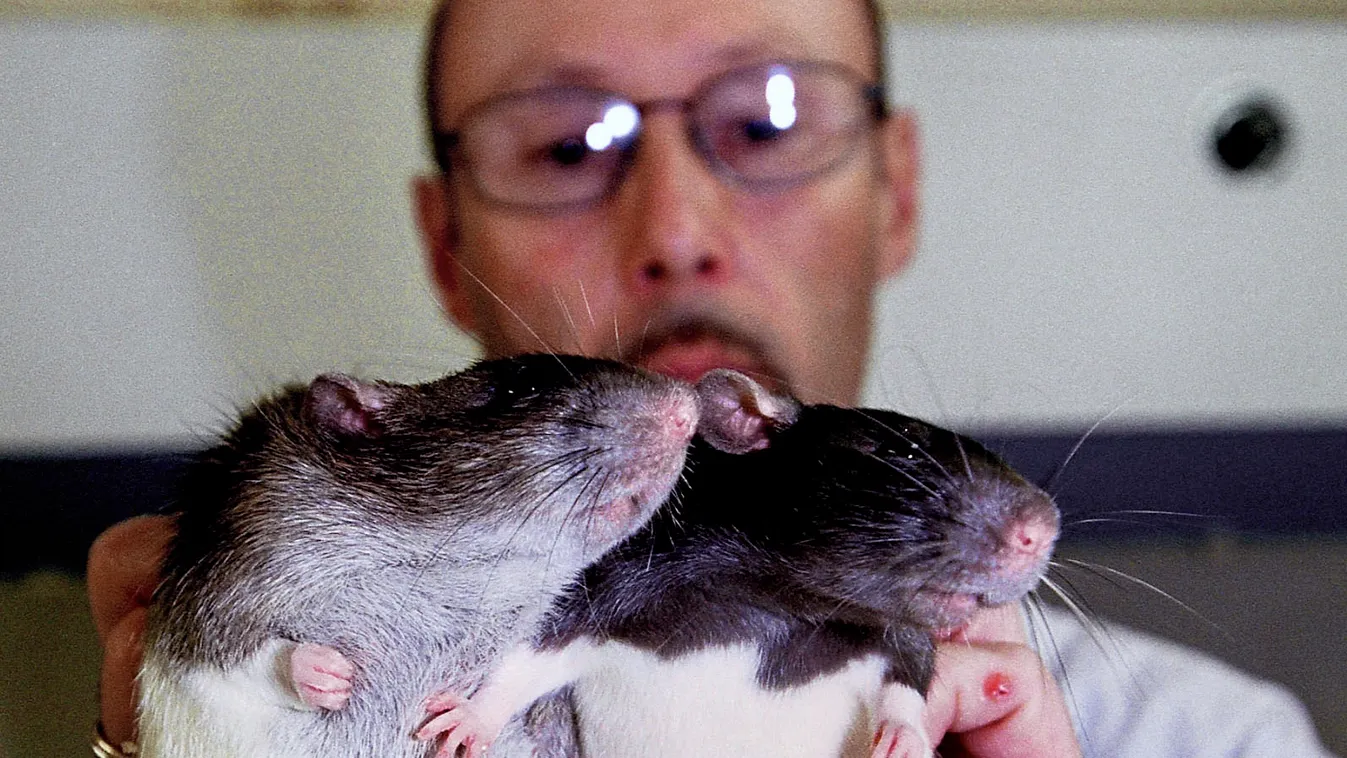 patkány memória törlés, kísérlet, kísérleti patkány 