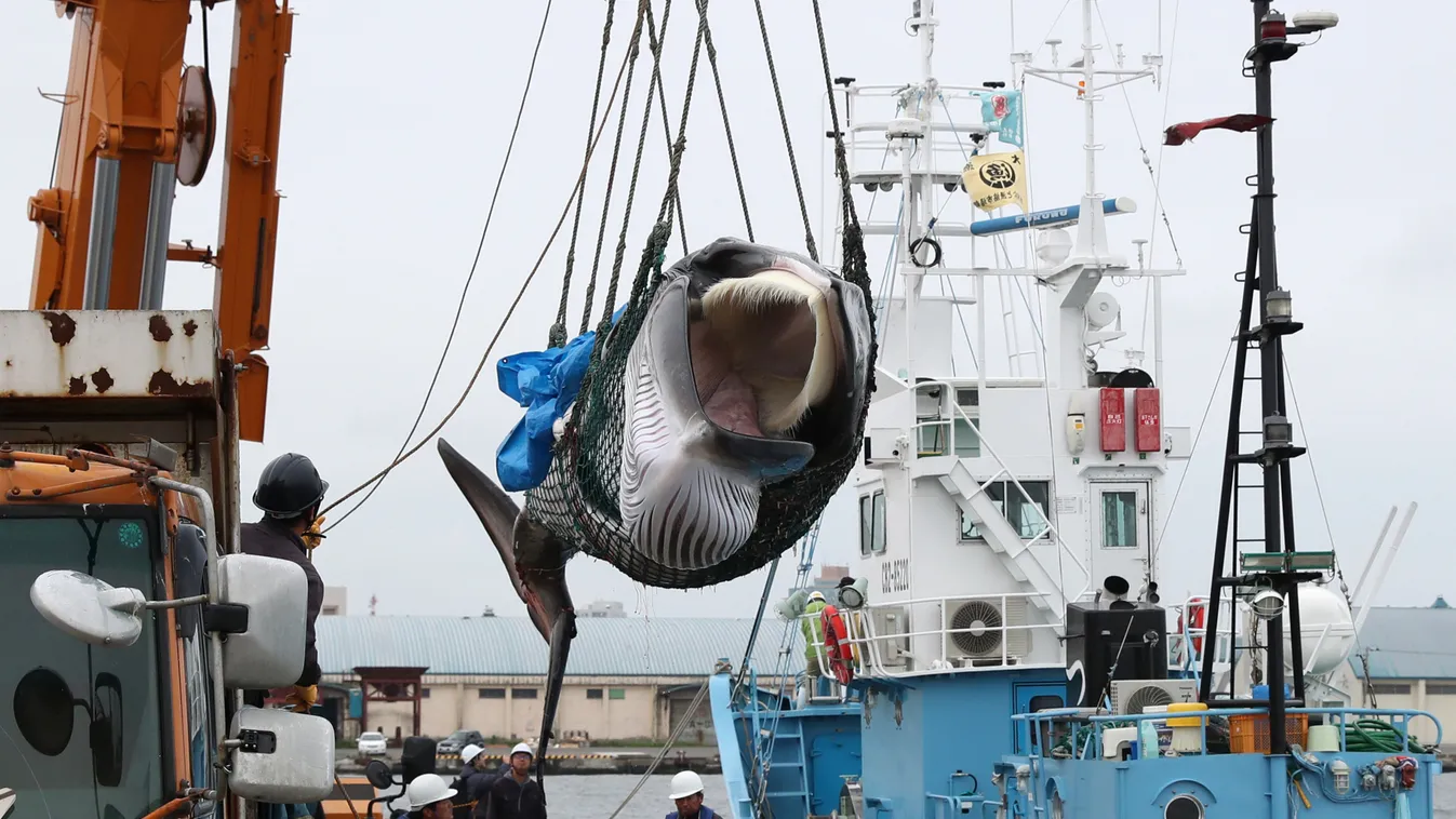 japán bálnavadászat Japan resumes commercial whaling 