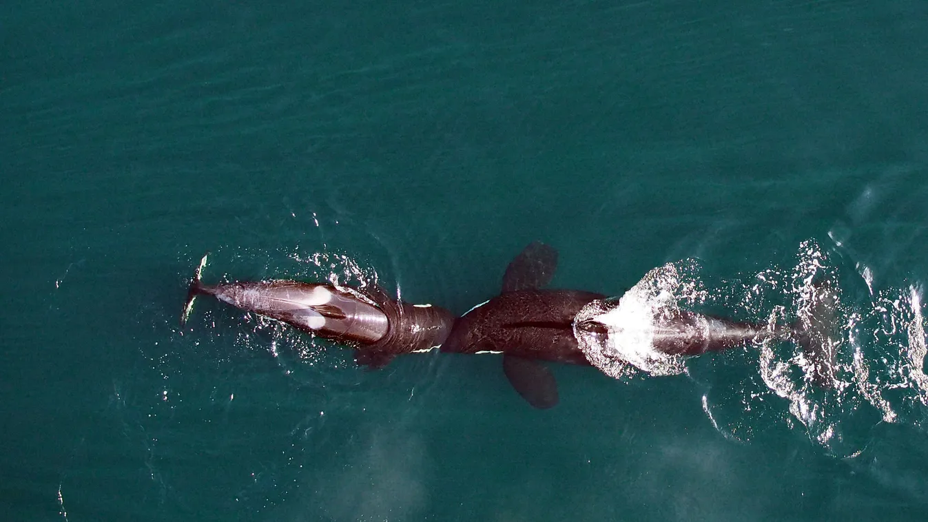 gyilkos bálna Vancouver Kanada drón 