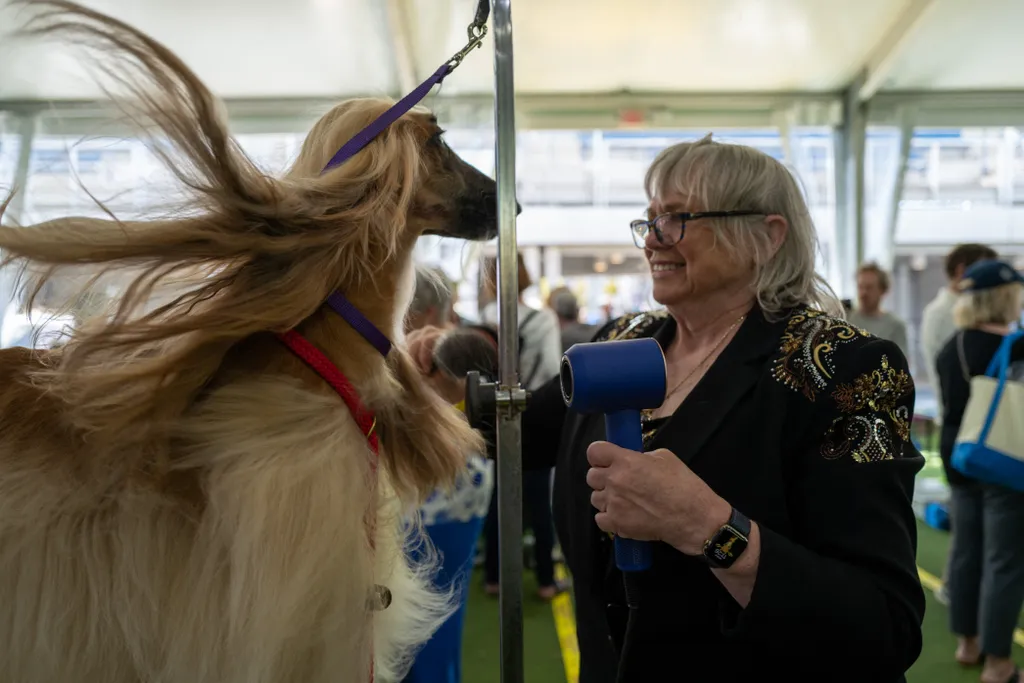 Westminster Kennel Club, kutya, kutyakiállítás, New York  Annual Westminster Kennel Club Dog Show Held At Flushing Meadows-Corona Park GettyImageRank2 Color Image human interest pets canine dogs Horizontal ANIMAL PET 