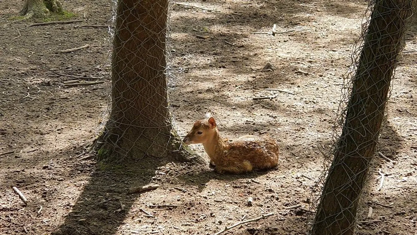 mezopotámiai dámszarvas borjú Szegedi Vadaspark 