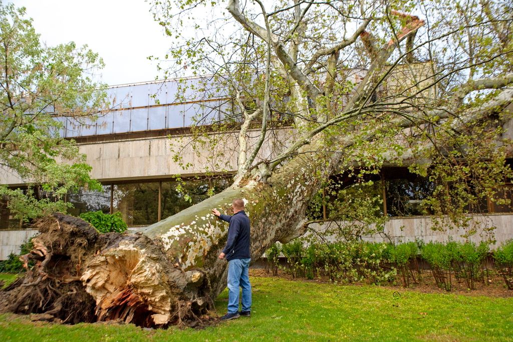 kidőlt fa, vihar, szél, Margitsziget, 2021.05.05. 