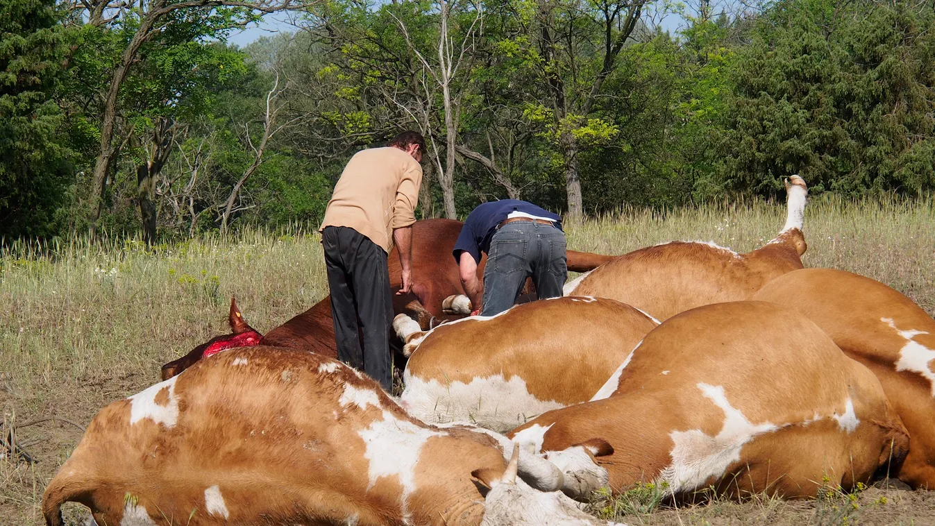Elpusztult marhák Orgoványon 2014. május 25-én. Legalább 12 állat elpusztult, amikor villám csapott a legelőn egy marhacsordába május 24-én 