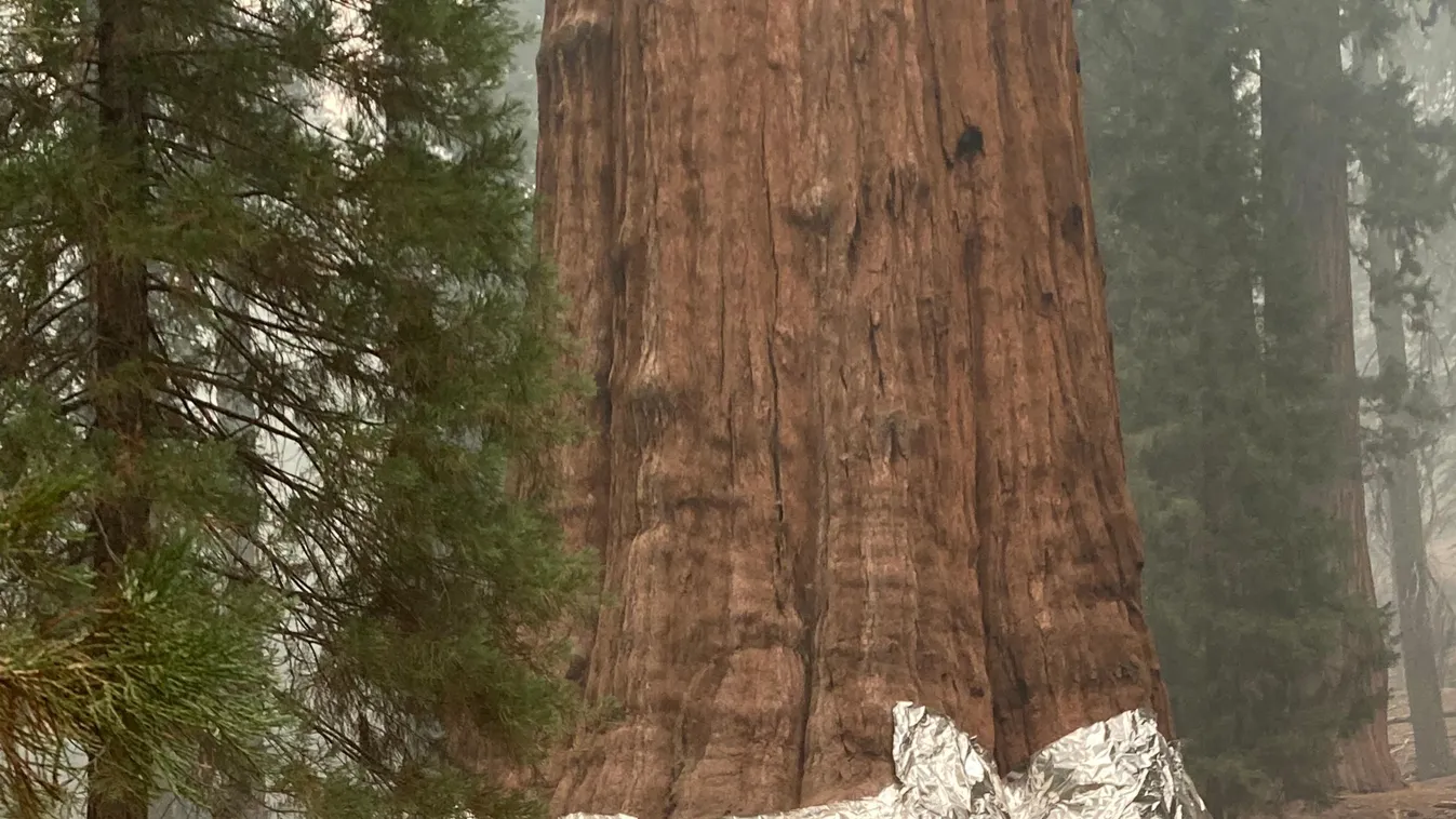 Sequoia National Park erdőtűz General Sherman Tree 