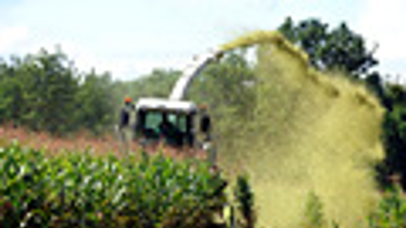 Génmódosított (GMO) kukorica, illegálisan vetett kukorica megsemmisitése, Bosta