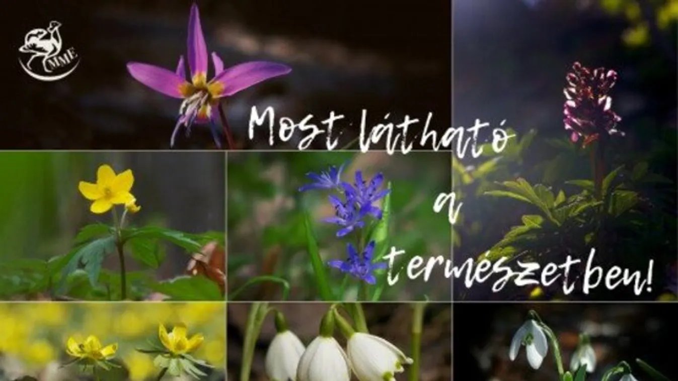 Kakasmandikó, keltike, bogláros szellőrózsa, tavaszi csillagvirág, téltemető, tőzike, hóvirág 