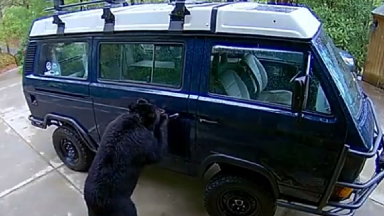 CBS News medve állat furgon videó 