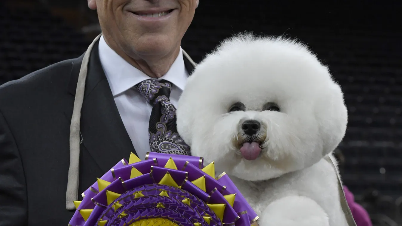 Egy bichon frisé nyerte el a fődíjat a legrangosabb amerikai kutyakiállításon 