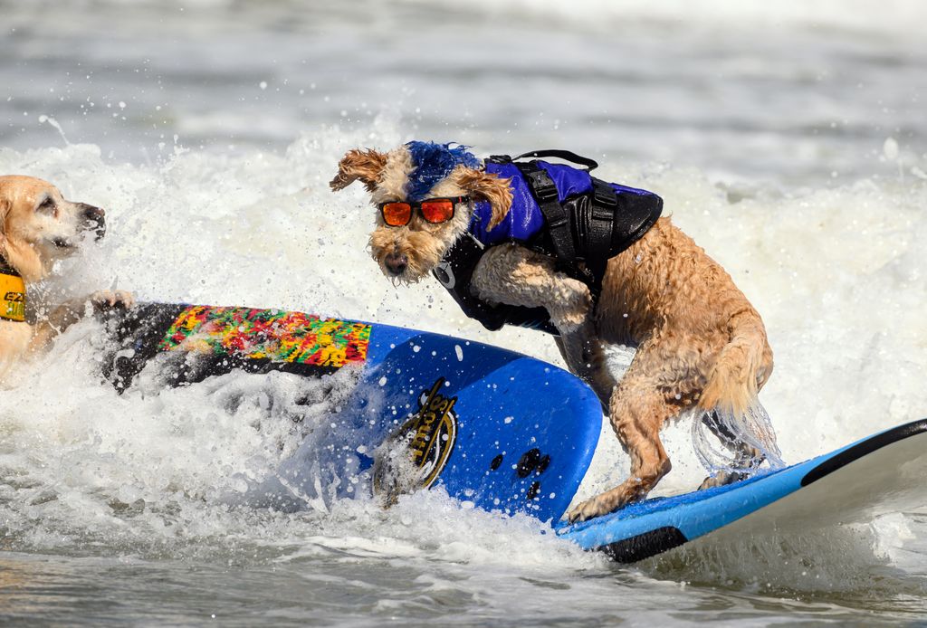 World Dog Surfing Championships, kutya szörf bajnokság, Kalifornia, kutya, hullám, 2023. 08. 05. 