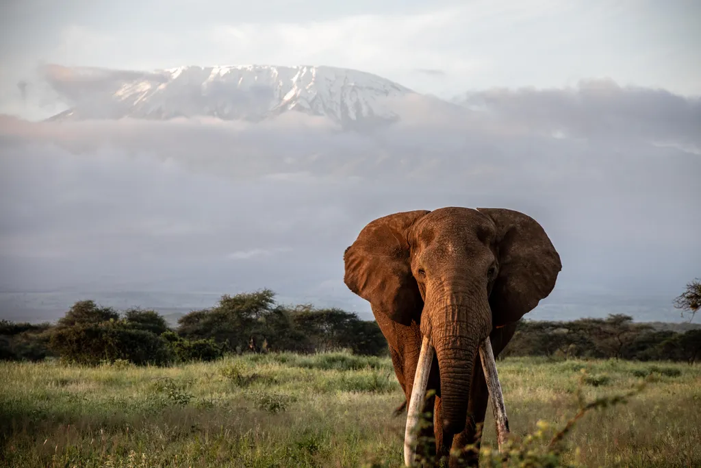 Nagy Tim, az utolsó óriásagyarú afrikai elefántok egyike, Big Tim 