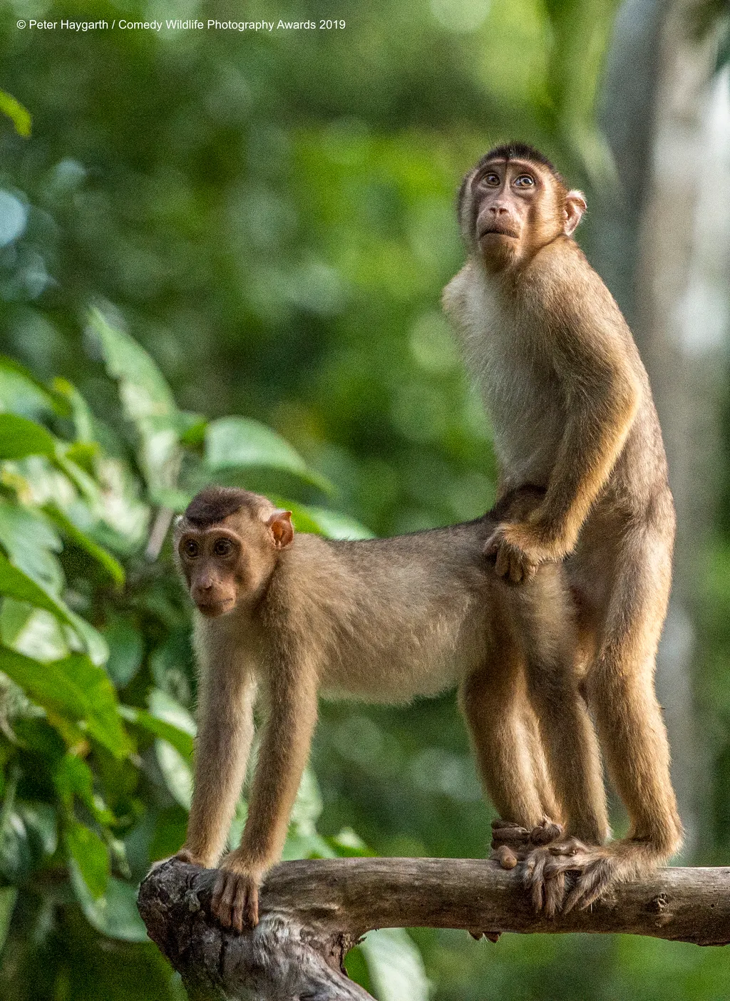 The Comedy Wildlife Photography Awards 2019
Peter Haygarth
Bishop Auckland
United Kingdom
Phone: 07548308000
Email: peterhaygarth@hotmail.com
Title: Caught in the act
Description: Pair of young Pigtail Macaques experimenting with life
Animal: Pigtail Maca