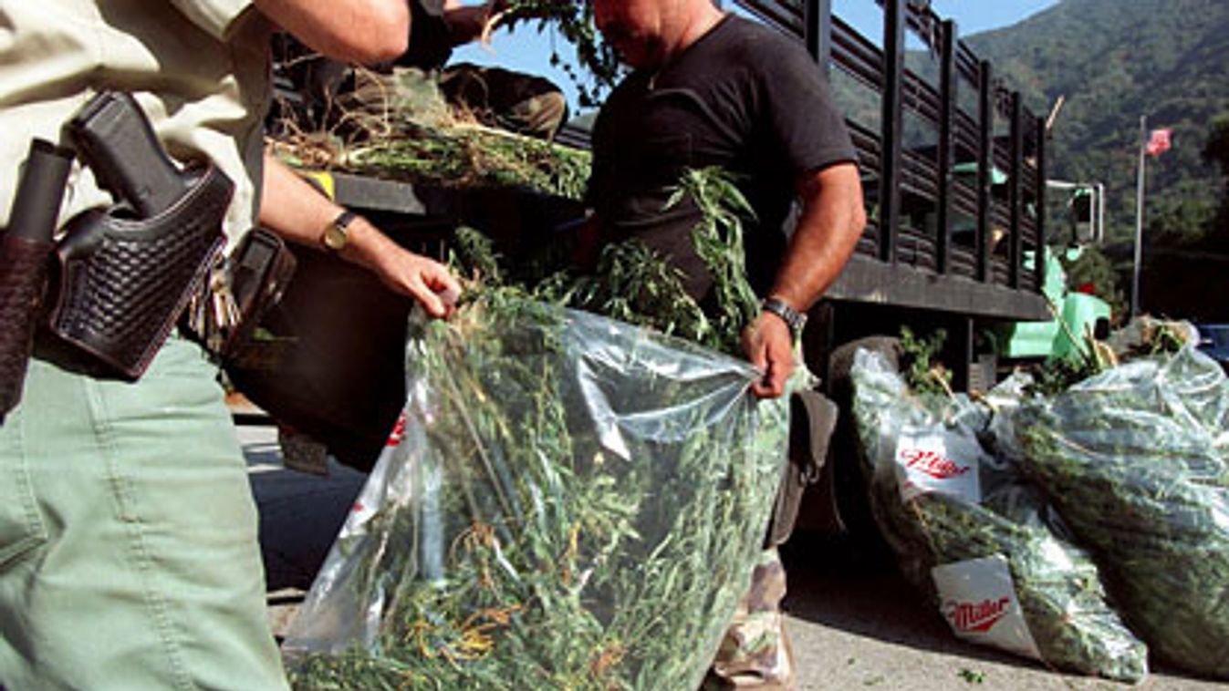 fű, illegális marihuána termesztés kaliforniában, környezeti kár, illusztráció 

