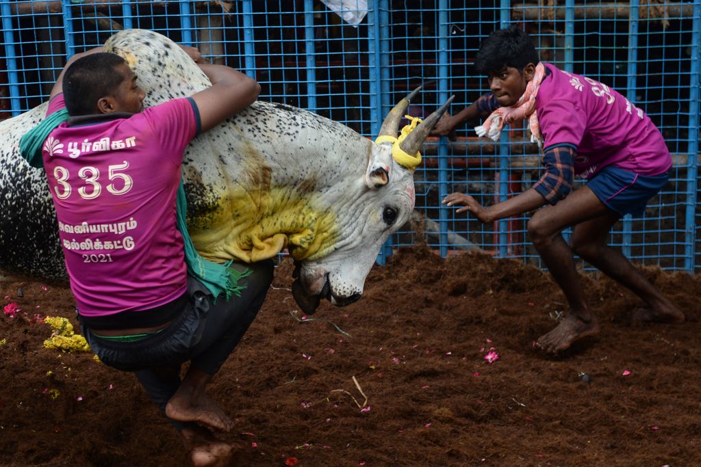Jallikattu Avaniyapuram bika India Tamil Nadu 
