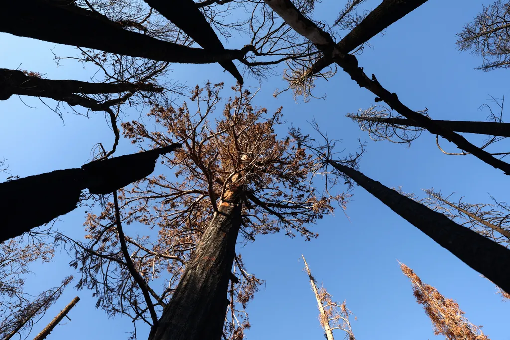 Árvíz és aszály a világban  U.S. Forest Service Works To Protect Giant Sequoia Trees From Wildfires GettyImageRank3 Color Image environmental conservation nature Horizontal ENVIRONMENT 