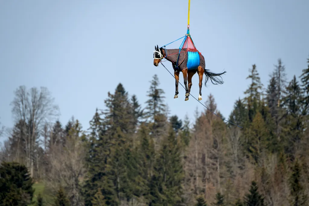 svájci légierő, helikopterrel szállítják a lovakat, galéria 