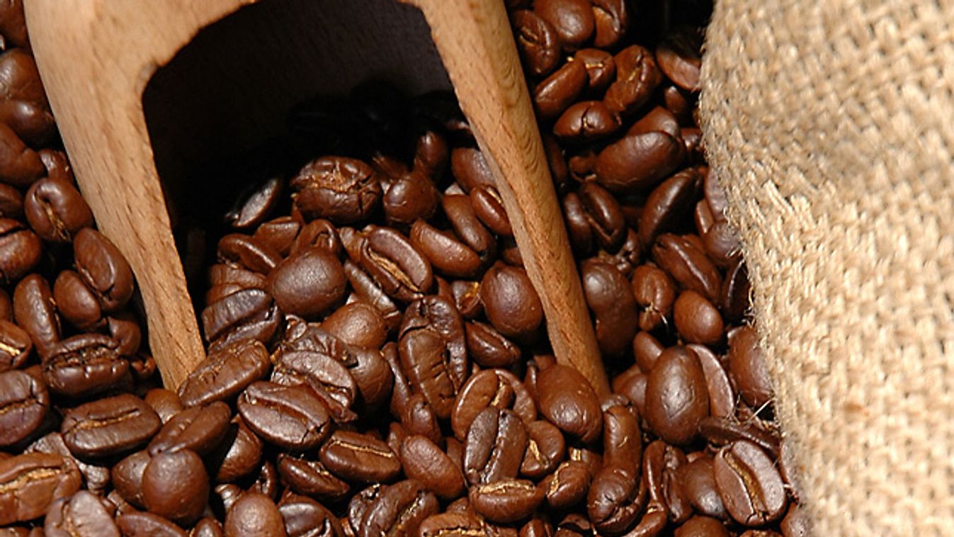kávé, kávészem, kávébab, kávécserje, ültetvény, illusztráció 