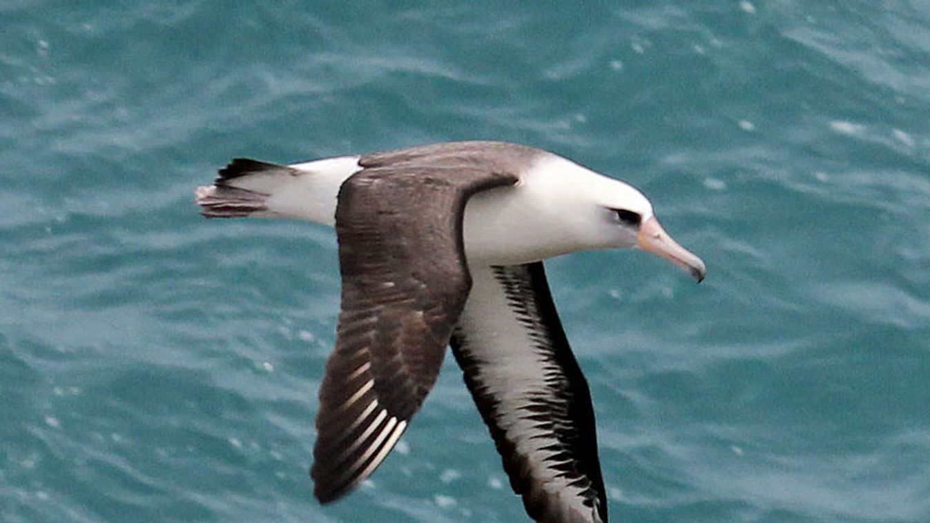 Laysan-albatrosz 