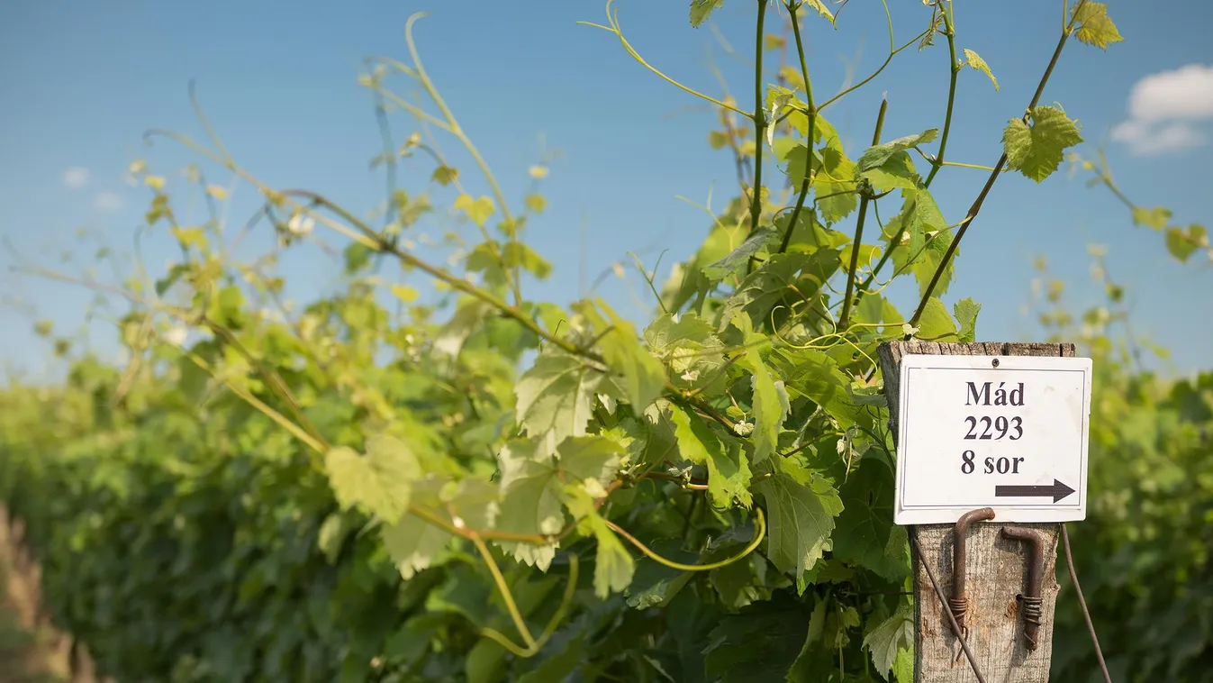 Mád bor furmint 