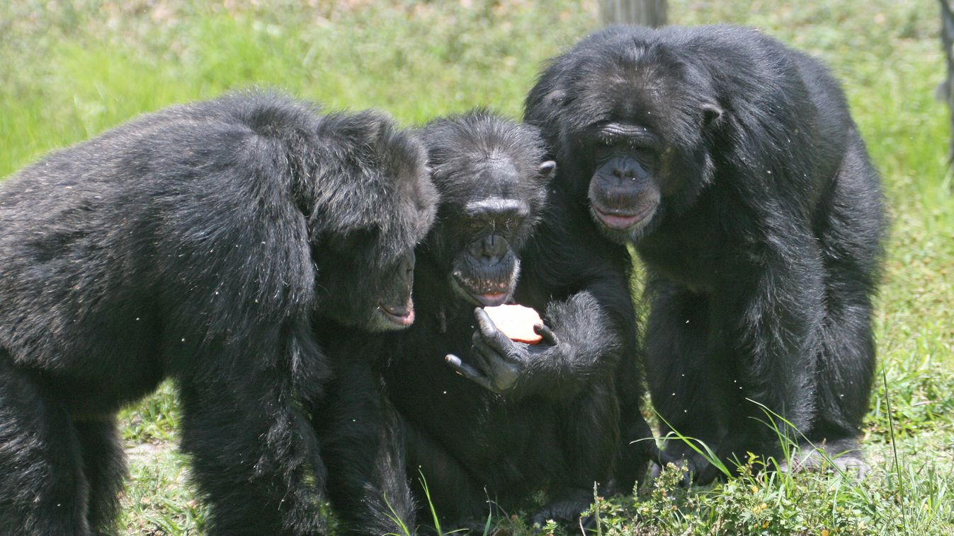 csimpánzok, evés, alma 