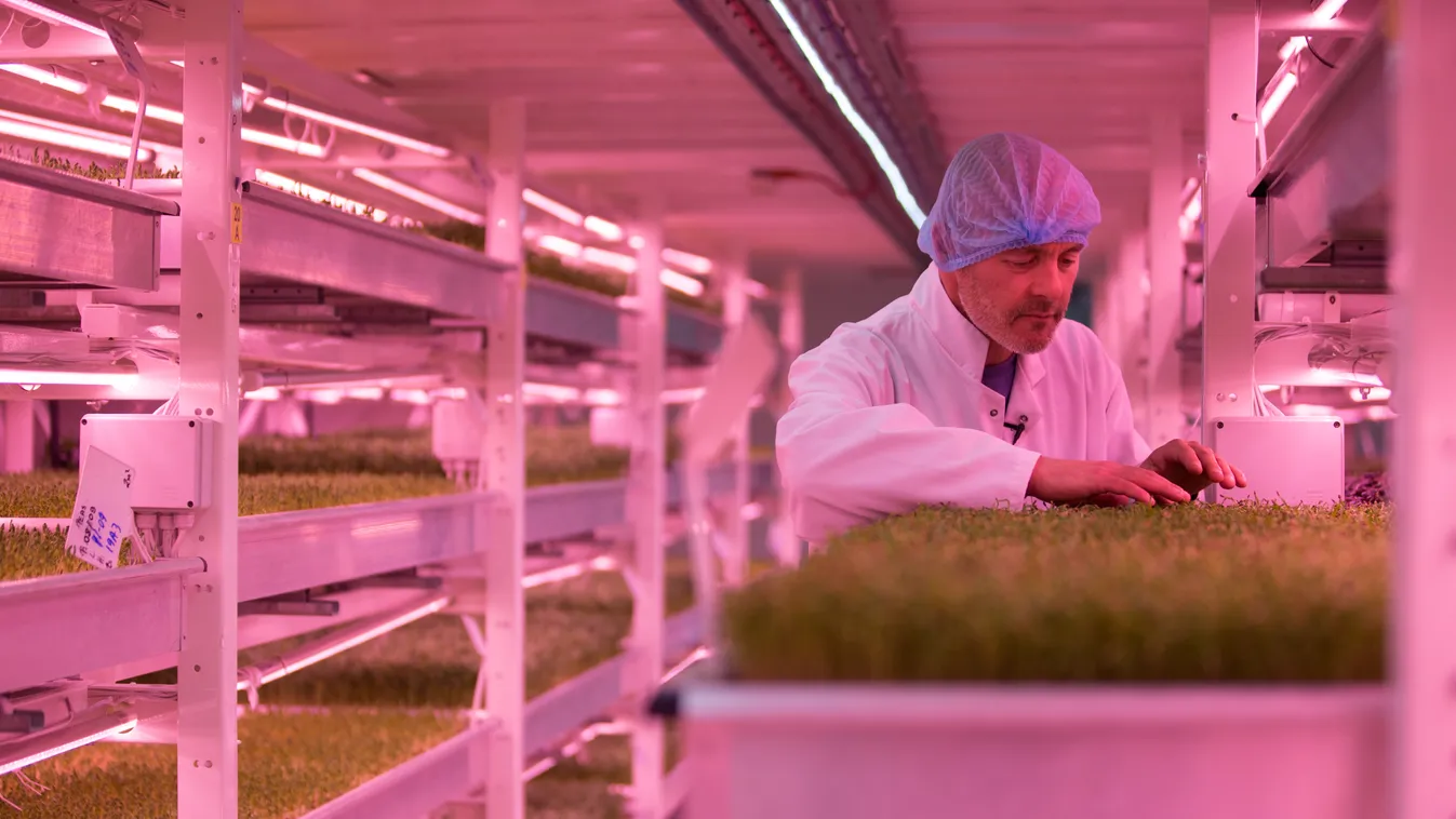 Growing Underground, földalatti farmgazdaság, London 