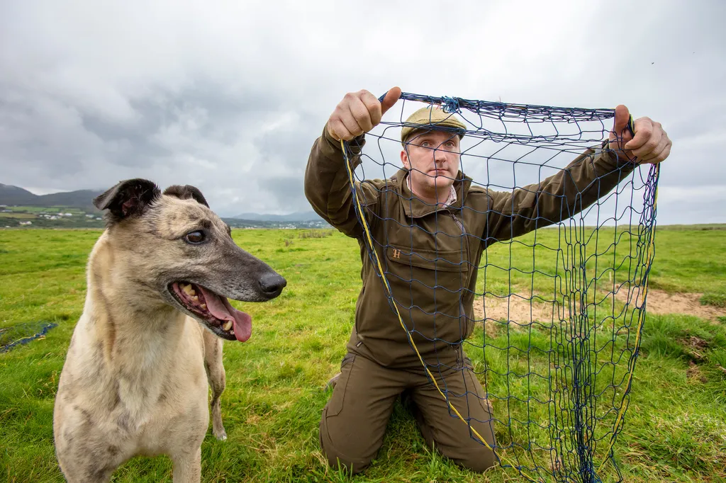 Az utolsó ír vadászgörényes nyúlvadász 