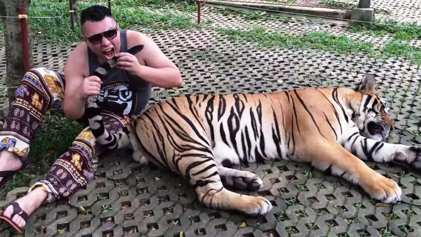 Tigris turista Thaiföld 