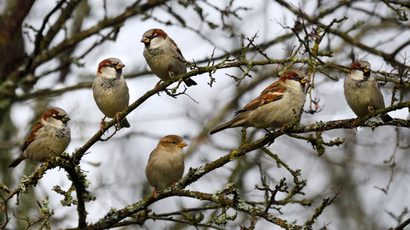 House sparrows (Passer domesticus) in a hedge, Vosges du Nord Regional Nature Park, France Passer domesticus Regional Natural Park Female Male Group Posing Chill Hedge (bocage) Three quarter shot House Sparrow (Passer domesticus) Biosphere reserve On a br