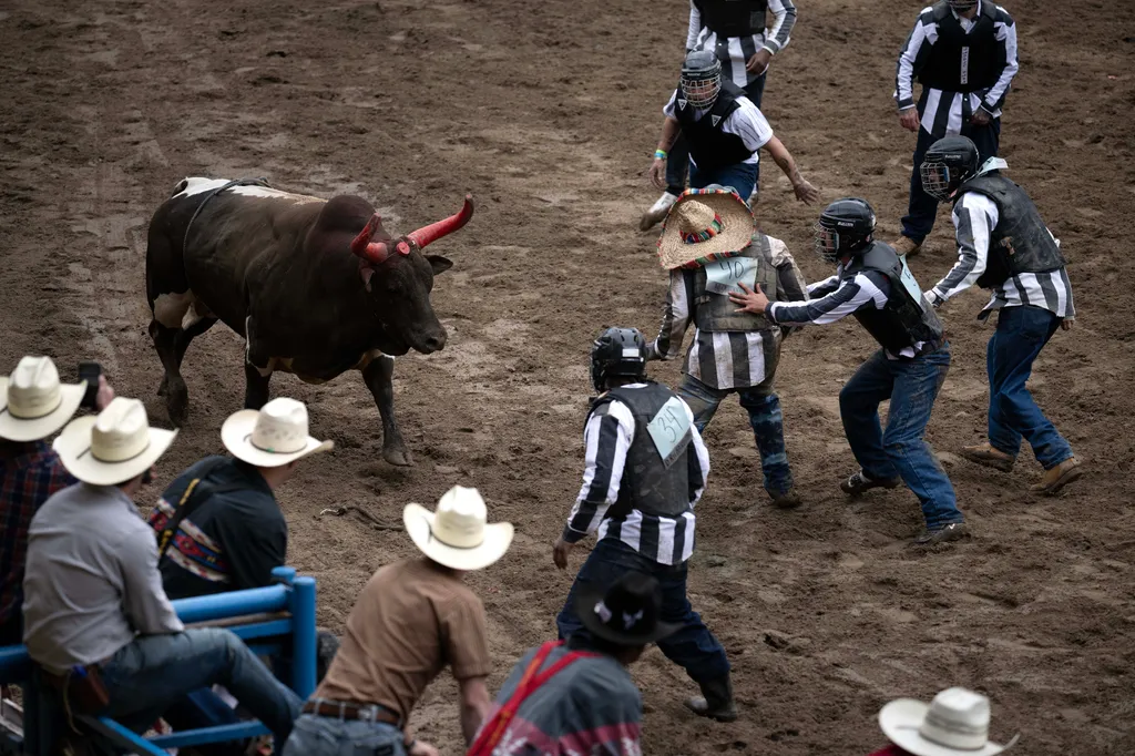 Rodeó rabok,rab, Louisiana, prison   event where they attempt to remove a chip from a bulls' head during the Angola Prison Rodeo held at the Louisiana State Penitentiary April 23, 2023, in Angola, Louisiana. - The rode, which 