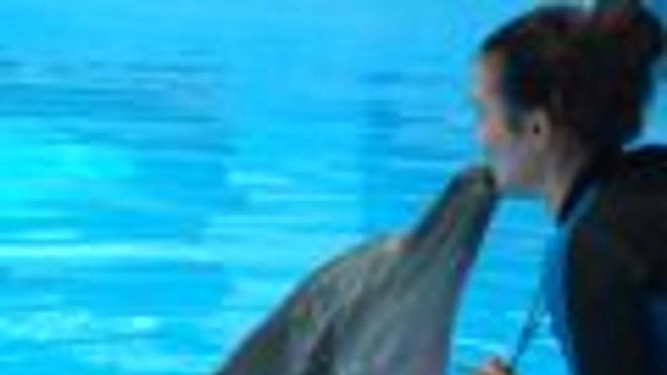 delfinek, echolokáció, Hongkong Ocean Park, Mátrai Eszter