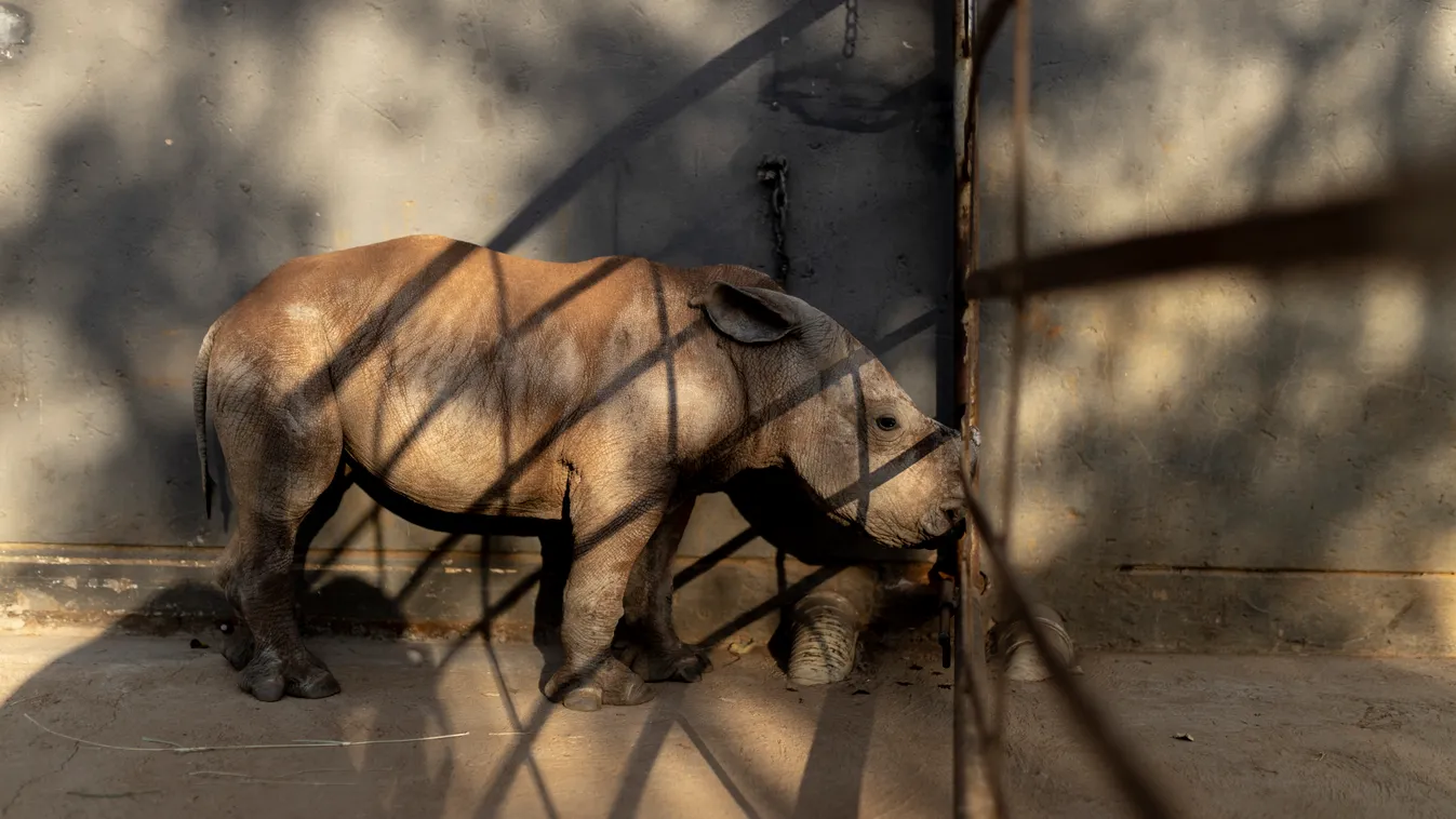 animal conservation Horizontal Árva orrszarvúak új otthont találnak Dél-Afrikában 