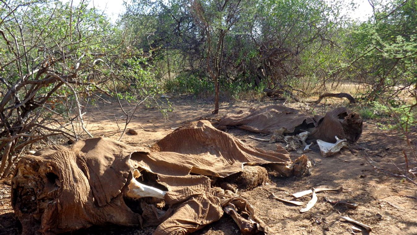 Orvvadászok, elefánt tetemek, Orvvadászok által lemészárolt elefántok maradványai 
