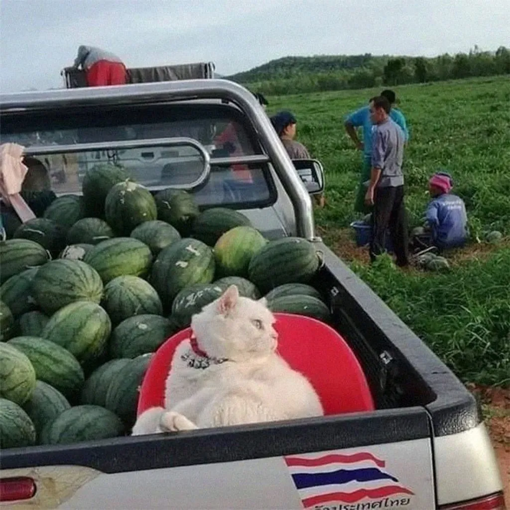 macska cica alvás pihenés 