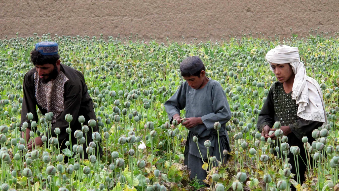 Afganisztán, mákföld, opium 