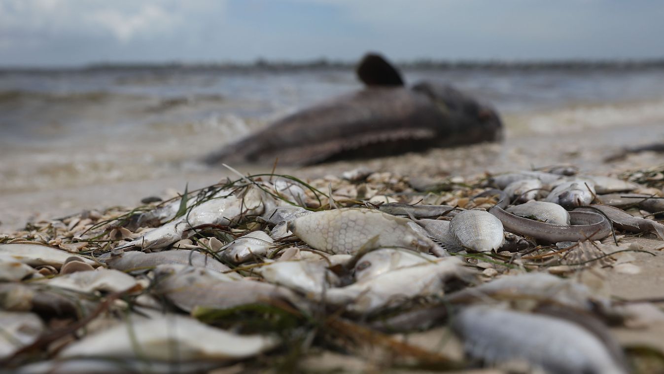 Toxic Red Tide On Florida's Southwest Coast Killing Hundreds Of Turtles And Fish GettyImageRank2 florida 