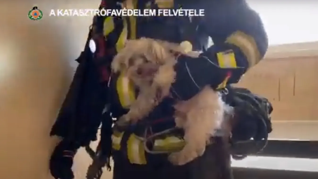 kutya mentés tűzoltók égő lakás 