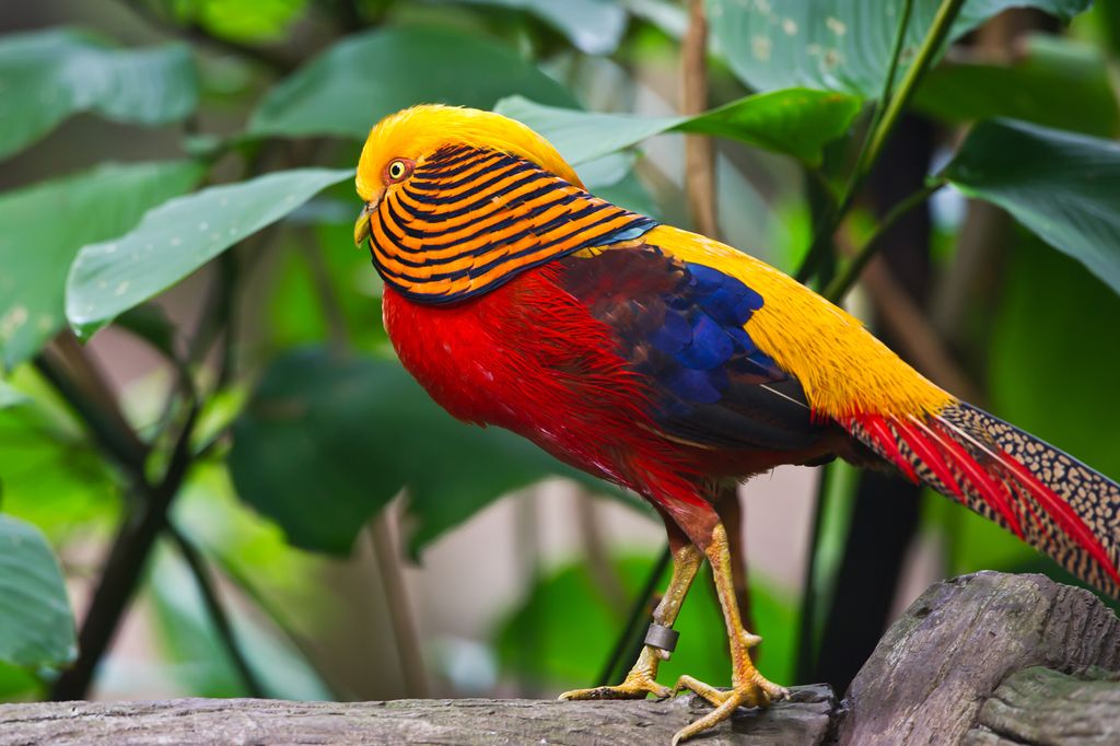 A világ legszínesebb madarai a papagájtól a pintyig, madár, madarak, színes madarak, látványos tollazat, Aranyfácán, Chrysolophus pictus 