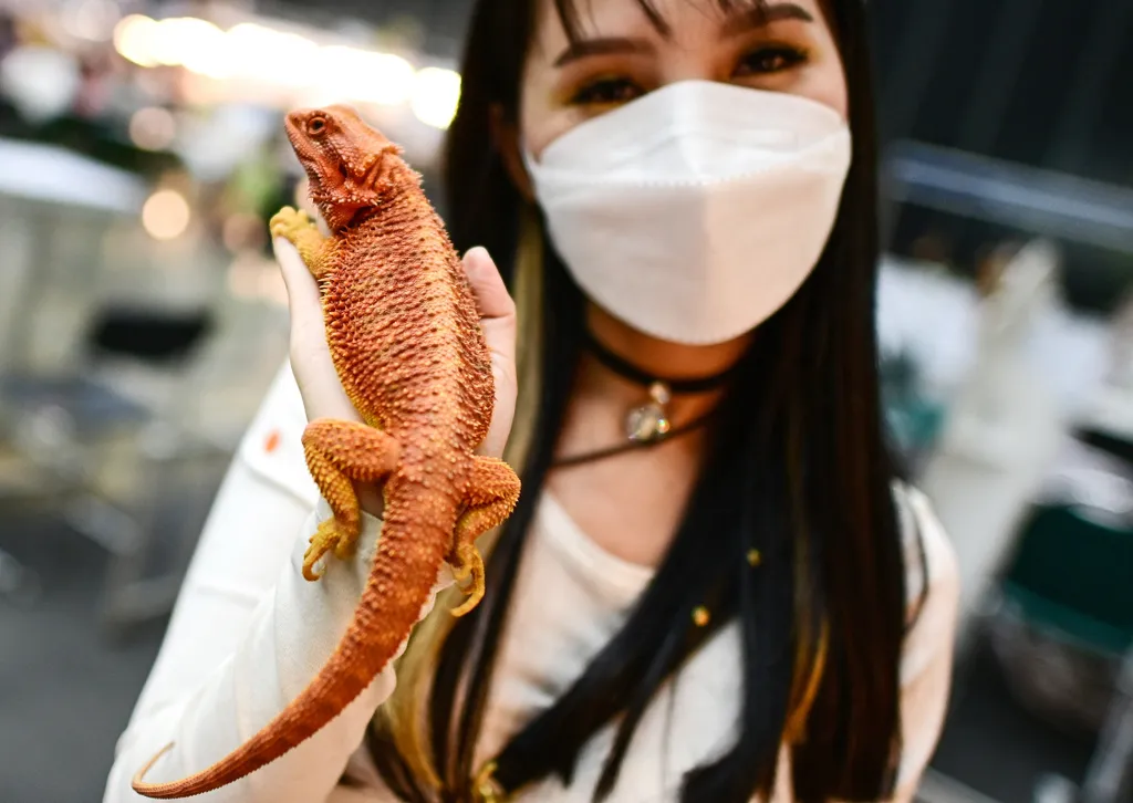 Háziállat kiállítás és bemutató Tájföldön, Tájföld, kutya, állat, háziállat, leguán, kígyó,2022 Pet Expo Championship, Bangkok 