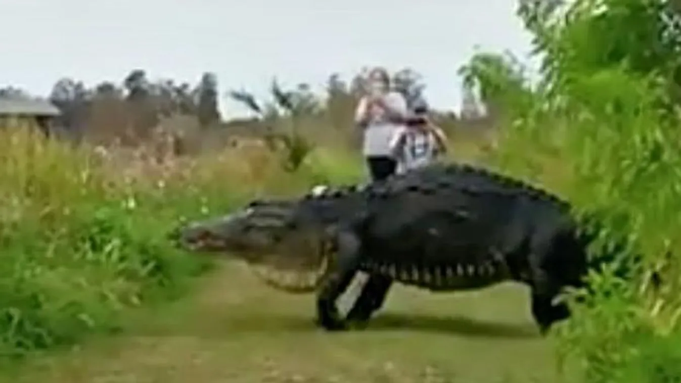 aligátor, Florida 