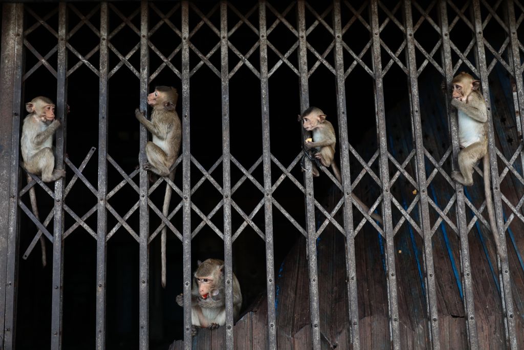 majom Lopburi Thaiföld 