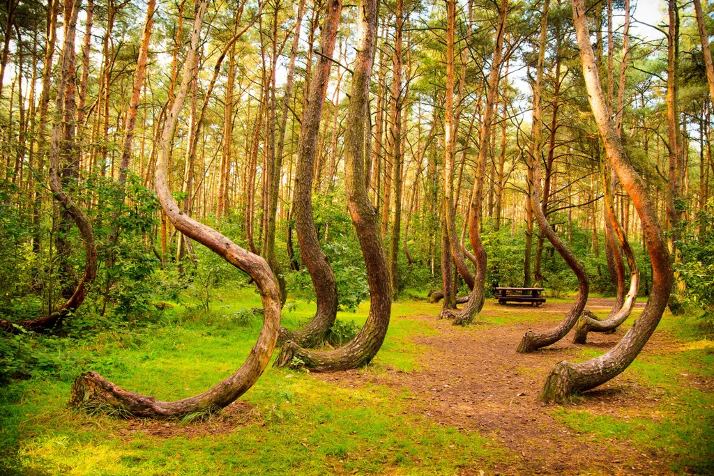 lengyelország, furcsa formájú erdő, csavart fa, fa, erdő, tekeredett fák, görbe erdő 
