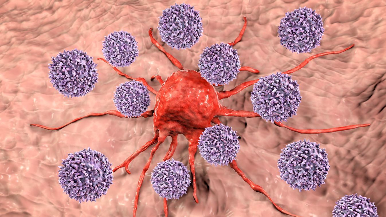 t-limfocita rákbetegség T-lymphocytes attacking cancer cell, illustration antigen antigenic attach attached attaching ATTACK attacking bind binding BOUND CANCER cancerous cell BIOLOGY cells coloured cytology cytotoxic DISEASE 