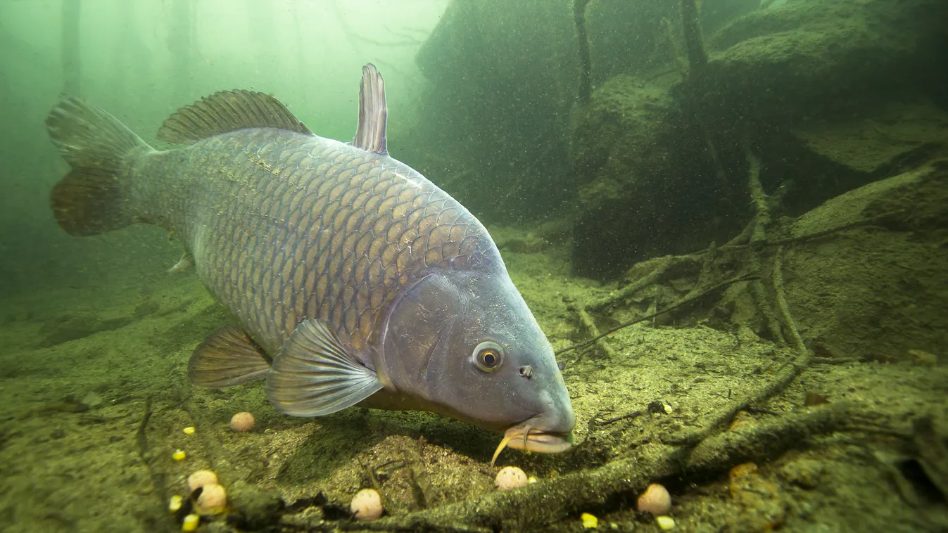 Rekordméretű pontyot fogtak a Balatonnál - fotó hal ponty halacska 