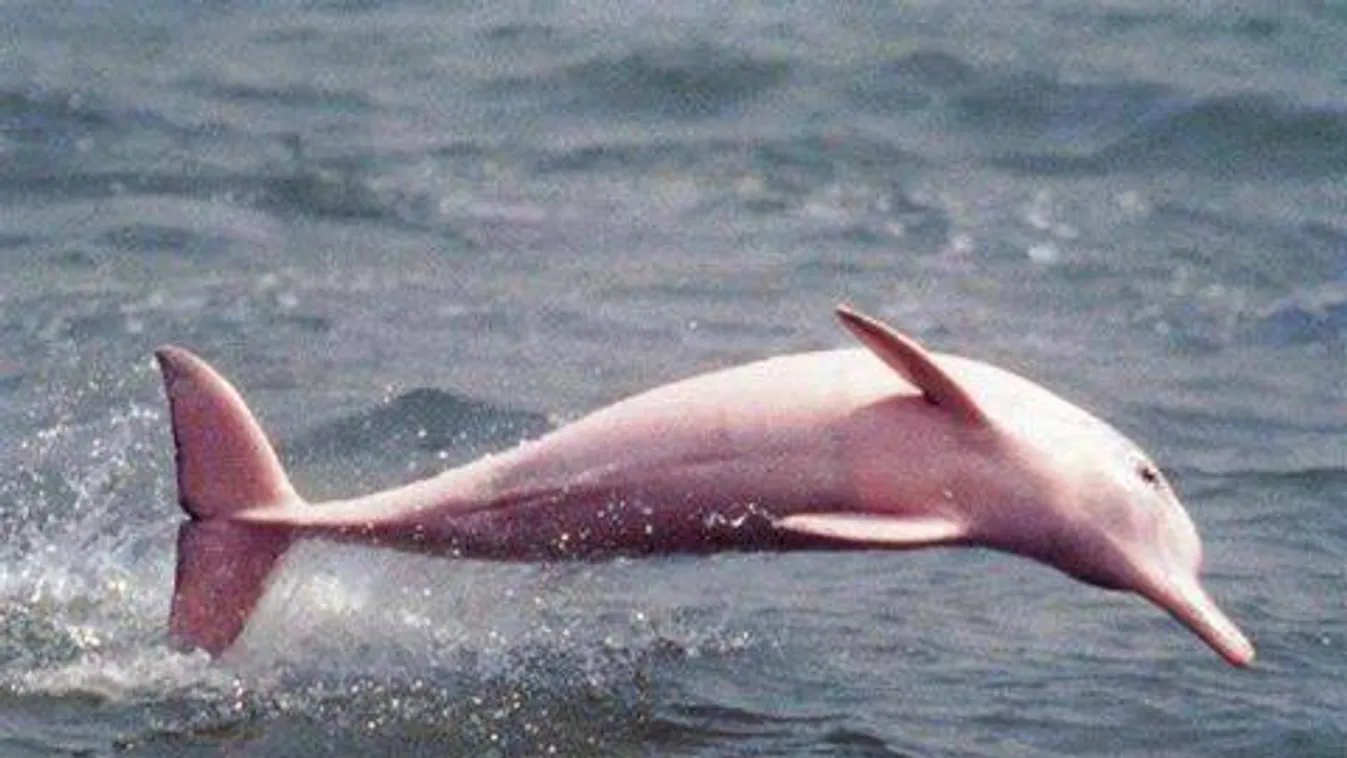 Pinky, rózsaszín delfin 