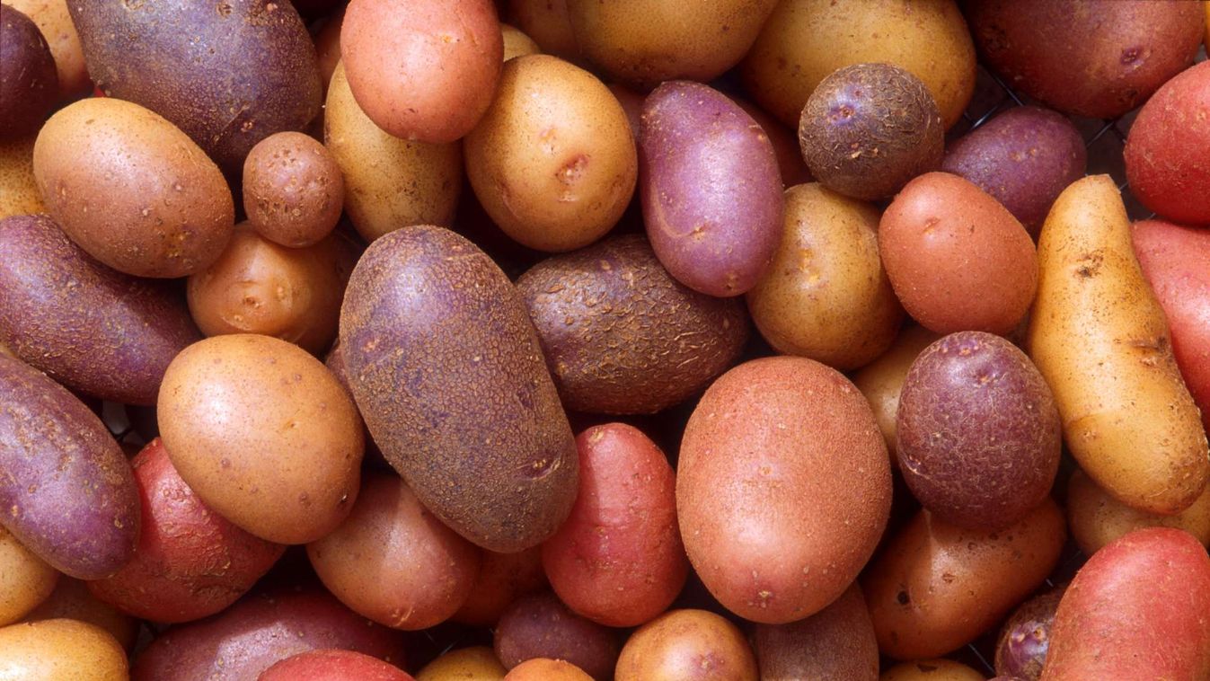 burgonya, krumpli 
