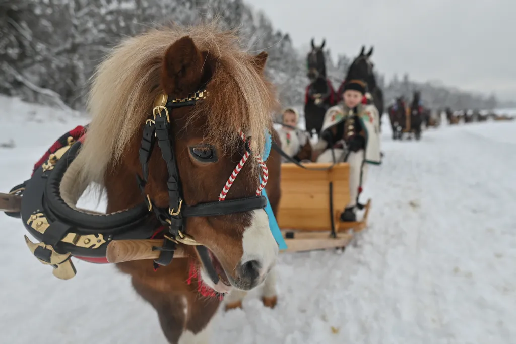 Kumoterki, Lovas szánhúzás, lovak, ló, szánhúzás, szán, Lengyelország, tradicionális, 2023, 