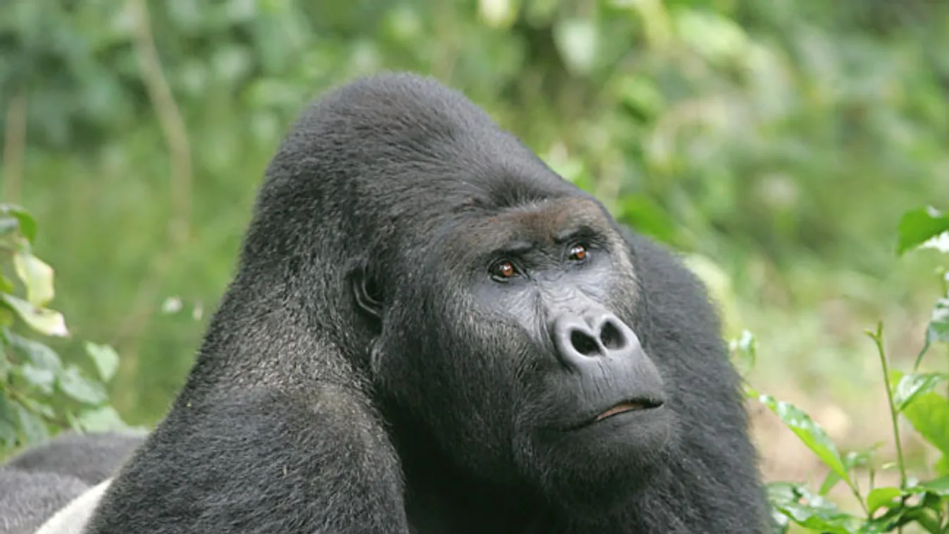 gorilla, kihalás 