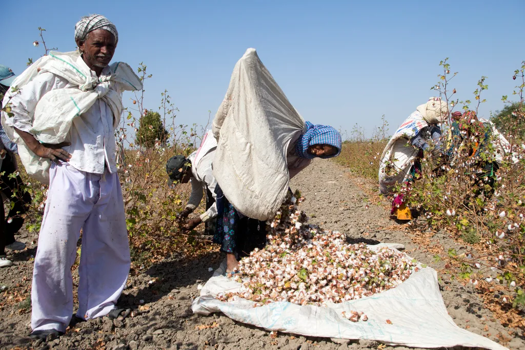 pamutszüret, pamut, cotton, cotton harvest, pamutszüret galéria, 
 Cotton harvest - Little Rann of Kutch India Manual agriculture Textile plant Group Gossypium Crop Cotton (Gossypium sp.) Load Field cropping Seasonal worker March (month) Ripe (maturation)