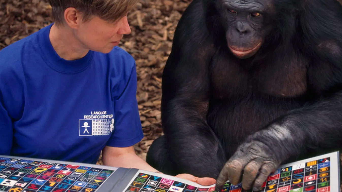 kísérleti csimpánzok nyugdíjazása, illusztráció