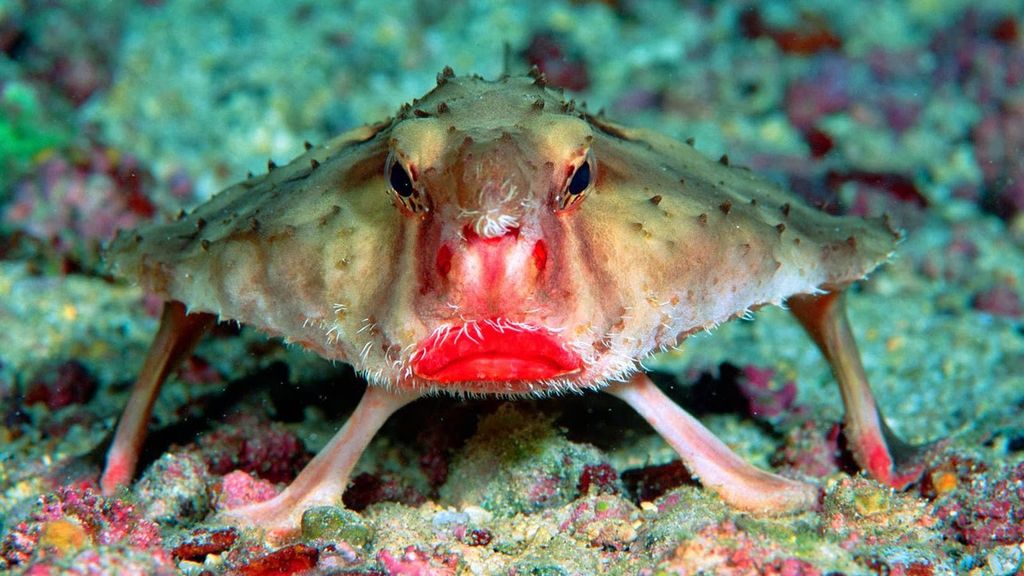Ezek a világ legbizarrabb állatai, fotógaléria, 2022, vörösajkú denevérhal 