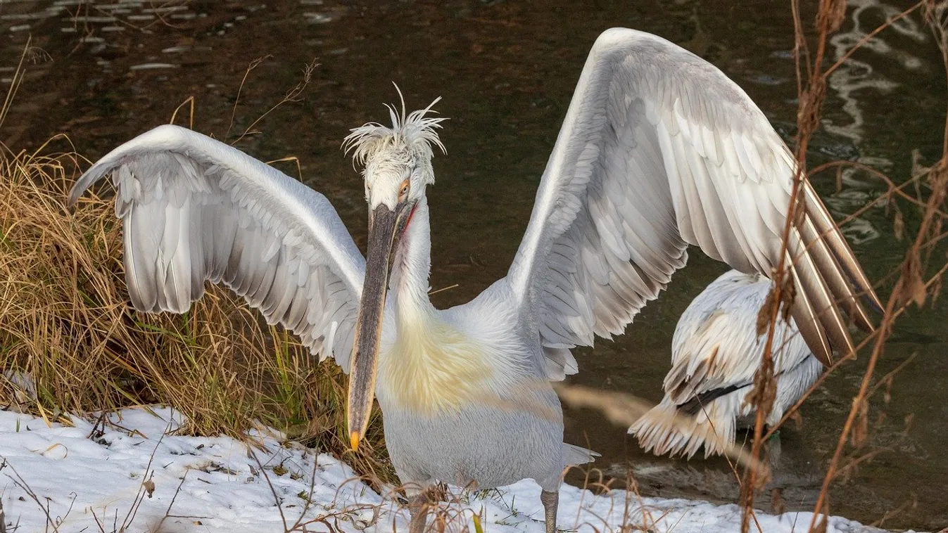 pelikán sárkánymadár 